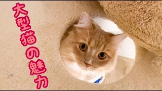 大型猫って正直どうなの？ペット初心者におすすめ⁉︎