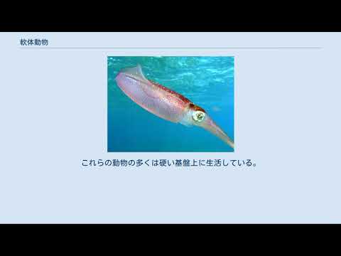 シェル (軟体動物)について詳しく解説