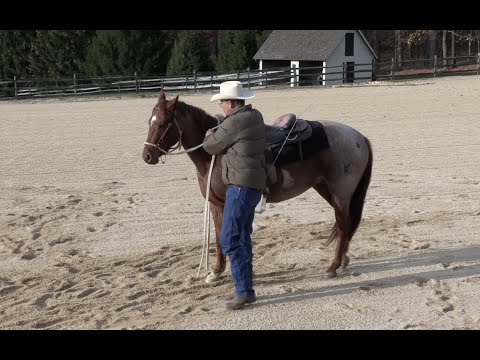 Teach Your Young Horse to Back (The Beginning) - Episode 95 - Herm Gailey: A Lifetime with Horses