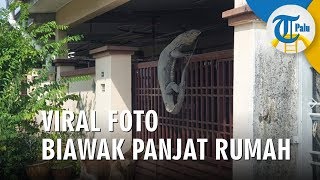 Biawak Raksasa Panjat Pagar Rumah Seakan Ingin Masuk