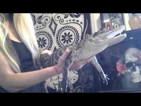 My alligator