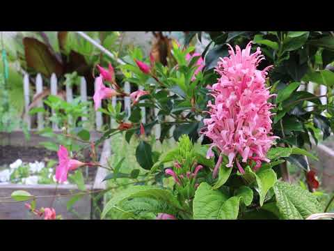 May 2021 Garden Update from my workplace