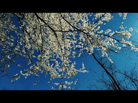 Amazing Colors of Spring Flowers and Fall Leaves - 4K Nature Relax Video with Nature Sounds
