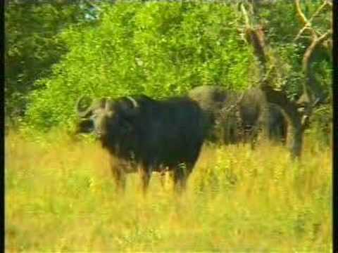Cape Buffalo Djuma PM Drive - 05/17/07 1