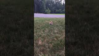 Video preview image #1 Shiba Inu Puppy For Sale in MILLERSTOWN, PA, USA