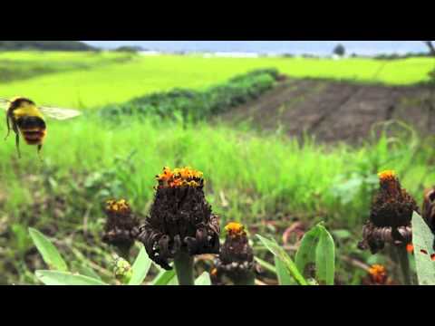 マルハナバチの飛翔をRX10 IIで