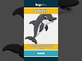 dolphin - a smart sea animal that can... video thumbnail
