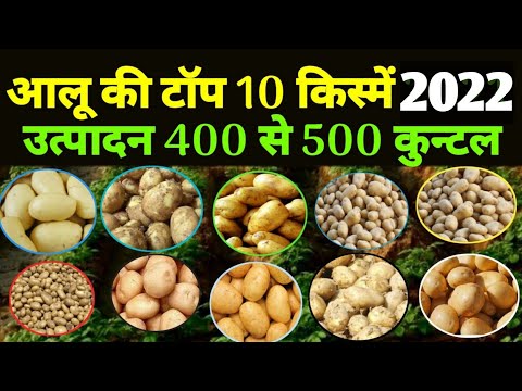 आलू की टॉप 10 वैराइटी |🥔 new potato seed varieties 2021 | aalu ki kheti variety | aalu ka seed