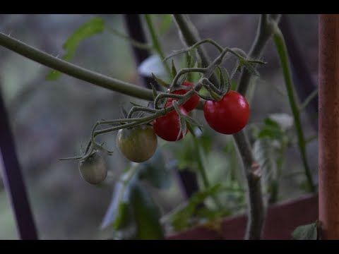 , title : 'Uprawa pomidorów na balkonie i walka z przędziorkiem'