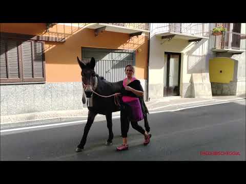 1^Pte.: LA PIU' BELLA TRANSUMANZA DELLA VALLE VERMENAGNA A ROBILANTE (CN) SAB. 29 - 10 - 2022.