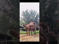 Training Horse