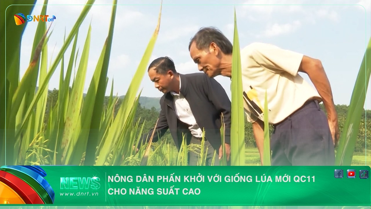 NÔNG DÂN PHẤN KHỞI VỚI GIỐNG LÚA MỚI QC11 CHO NĂNG SUẤT CAO