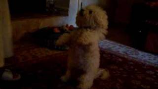 preview picture of video 'Belle the Bichon Frise Does Tricks for Cheese'