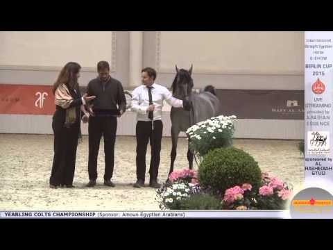 2nd N.6 RUH AL SHAHANIA - Berlin Cup S-Show Werder 2015 - Yearling Colts Championship (Class 14)