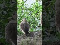 Eastern Spot Billed Duck Eastern Spotbilledduck Okhlabirdsanctuary Birds Shorts Videos