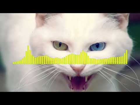 ANGRY CAT RINGTONE Angry Cat - Ringtone shorts