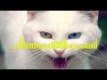 ANGRY CAT RINGTONE Angry Cat Ringtone Shorts