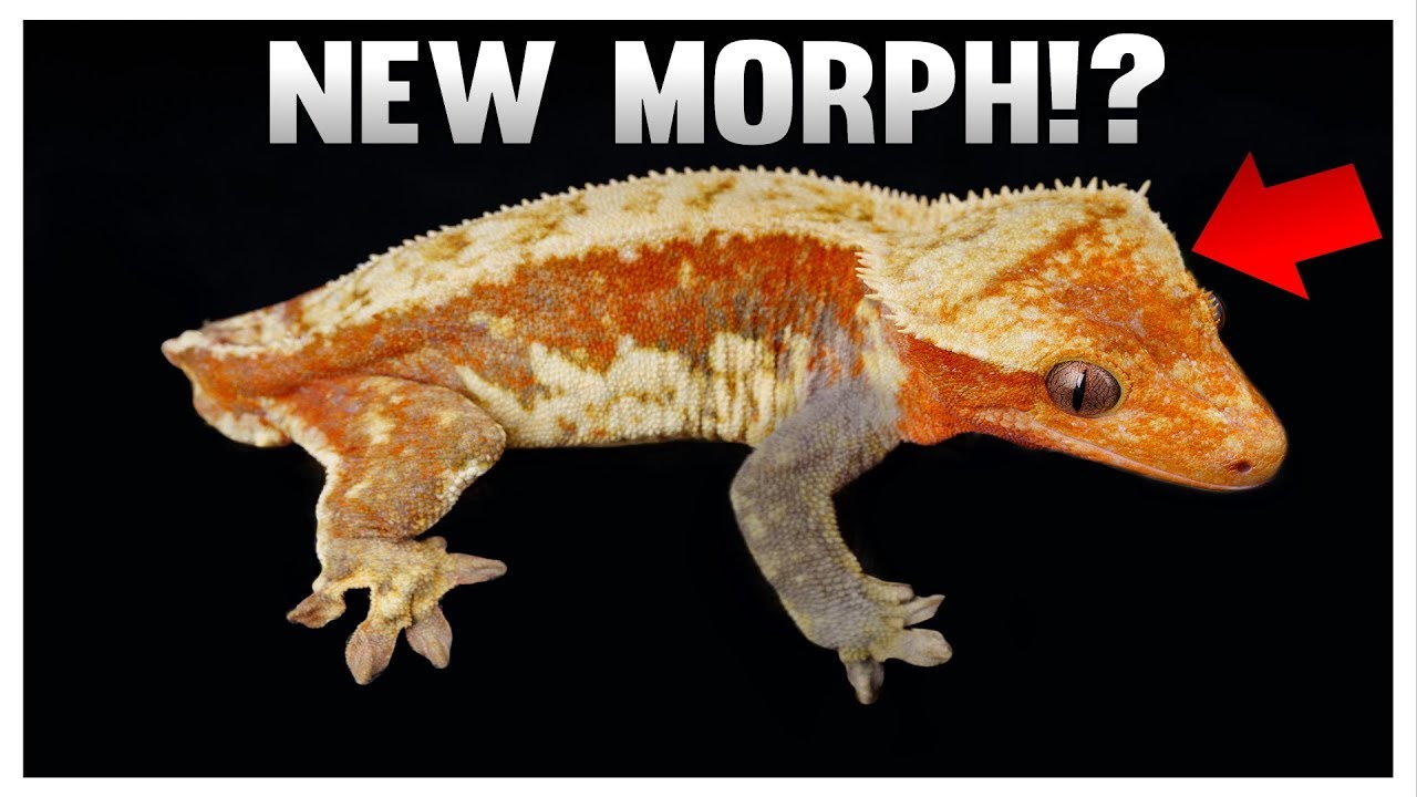 A New Morph Of Crested Gecko!?