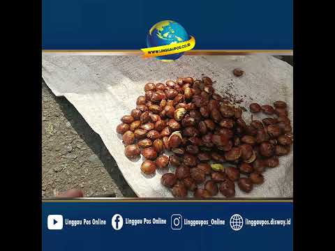 Pete di Lubuk Linggau Dijual Rp15 Ribu per Kebat