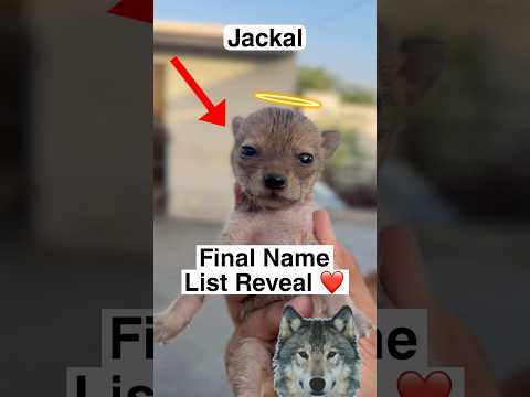 Jackal Final Name List Decide ❤️