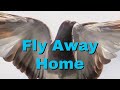 Fly Away Home