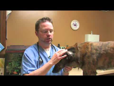 How to Heal a Hematoma in a Dog's Ear