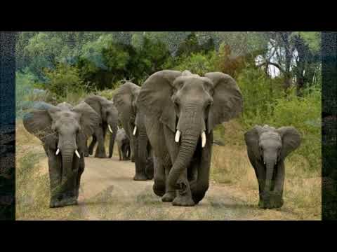 Psychic Animals  - ing or infinitive
