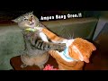 LOL 10 Minute Compilation Of Funny Cat Videos That Will Make You Laugh Out Loud Funny Cats Ti