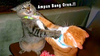 Download lagu LOL 😂 10 Minute Compilation of Funny Cat Videos That Will Make You Laugh Out Loud ~ Funny Cats Ti... mp3