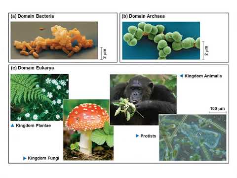 Chapter 1: Introduction - Themes in the Study of Life