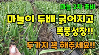마늘2차 추비 웃거름 굵은 마늘 키우시려면 이때 이렇게 두가지만 해주면됩니다 #마늘농사 #마늘웃거름 #마늘키…