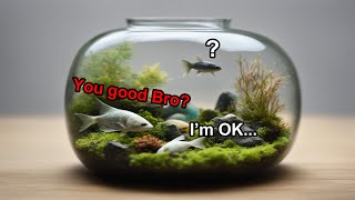 Will your fish DIE when you go on VACATION? | Holiday Preparations