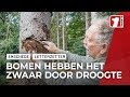 Massale bomensterfte in Enschede door droogte: ‘We moeten vooruitdenken’