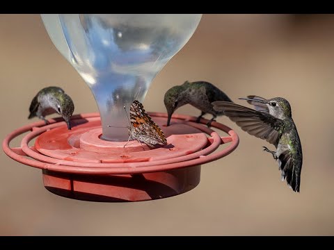 A painted lady bullying all of the hummers