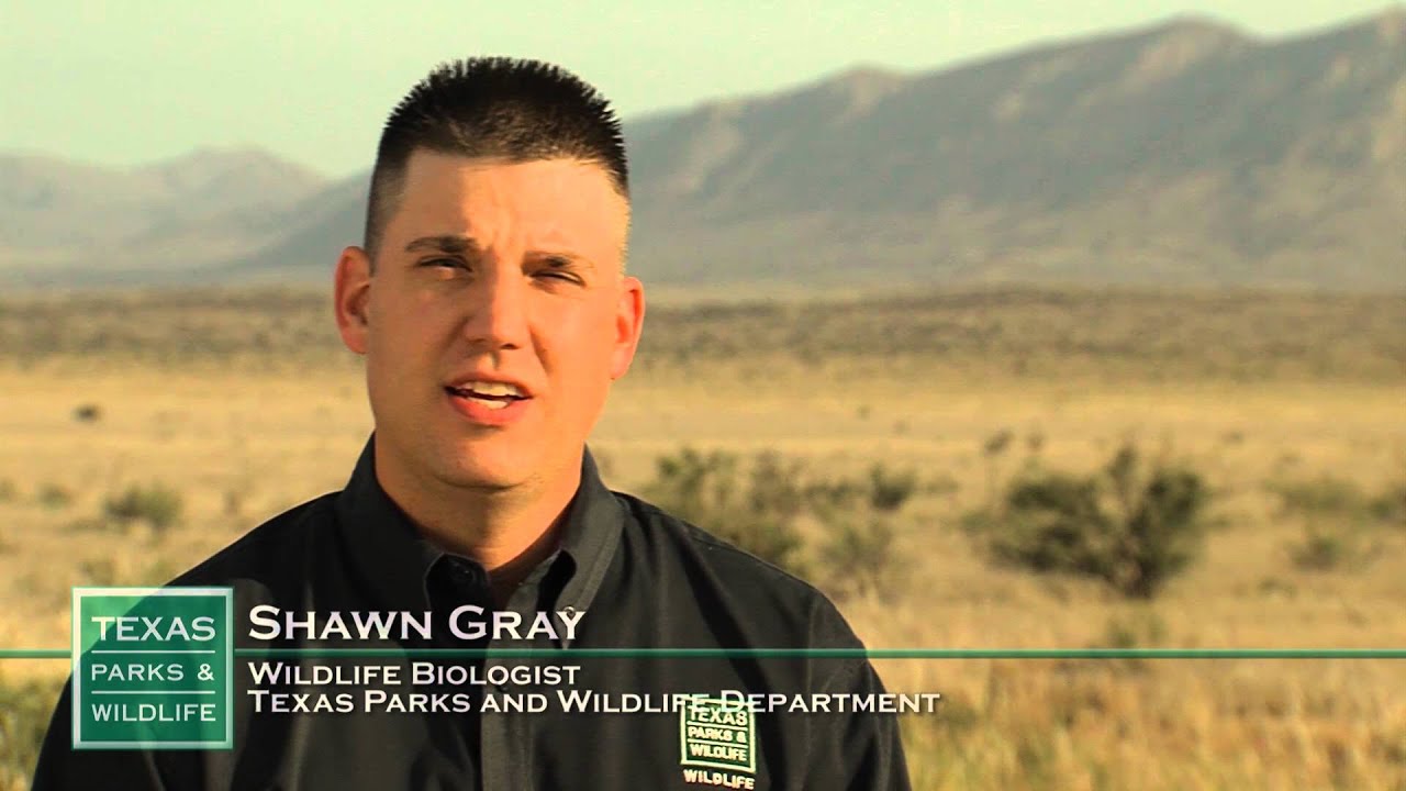 Pronghorn Satellite Solution