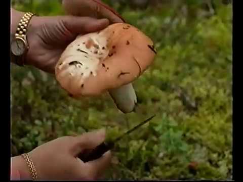 , title : 'Pohjoisen parhaat sienet'