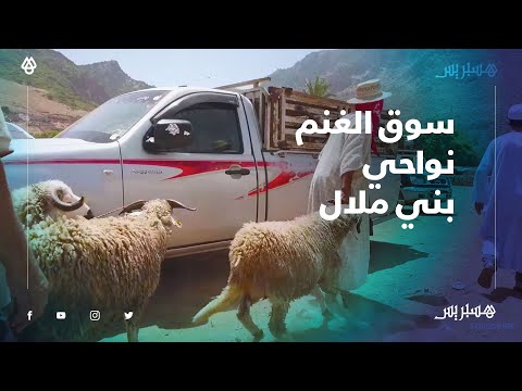 الثمن طايح والكساب ضايع.. سوق الغنم بتاكزيرت نواحي بني ملال