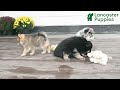 Pomsky dogs for sale: Petunia - Video 1