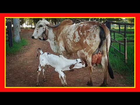 , title : '🔴 Que Hacer En El Periodo Seco De La Vaca ✅ Vacas Lecheras y Carnicas Cow'