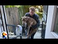 17-Year-Old Dog Wakes Her Foster Dad Up For Walks Every Morning | The Dodo Foster Diaries