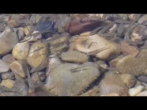 Die Alz (Wald an der Alz): Gedächtnisfischen III