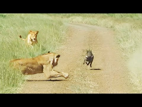 WARTHOG WALKS RIGHT INTO 2 LIONS