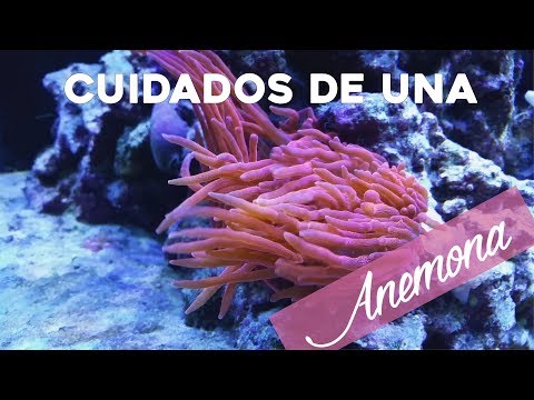 Cuidados de una anemona - Anemona burbuja (Entacmaea quadricolor) | AcuaTV