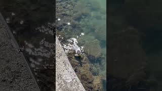 Download lagu 🇮🇹 Travelogue- La Spezia #italy #bird mp3