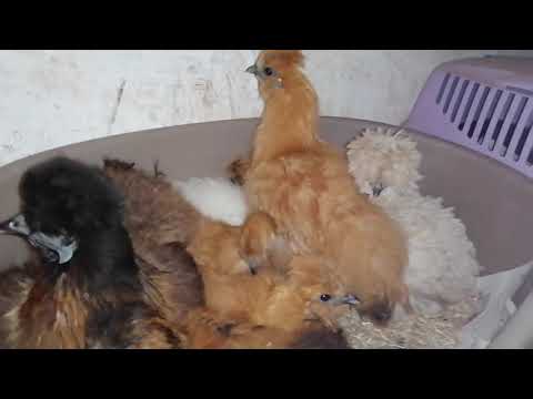 Abends im Hühnerstall auf Müllers Hühnerfarm 🐓🐔🐣