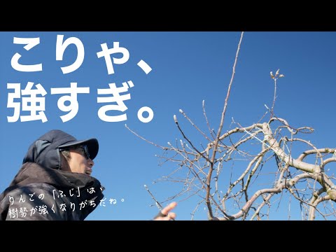 初心者の庭師がリンゴを収穫するためにリンゴの木を剪定する方法