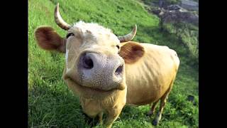 Daevid Allen My Mother's Gone To India Hare Krishna Time Of The Green Banana Remember The Name