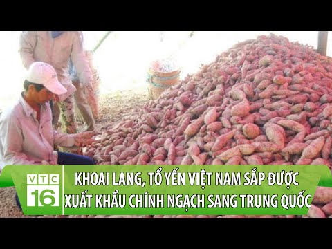 , title : 'Khoai lang, tổ yến Việt Nam sắp được xuất khẩu chính ngạch sang Trung Quốc | VTC16'