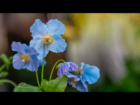 How Do We Grow the Rare Blue Poppy?