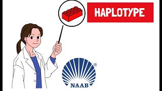 What is a haplotype?